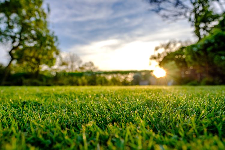 beautiful lawn, green grass