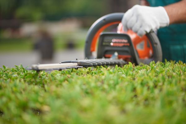 man doing hedge trimming