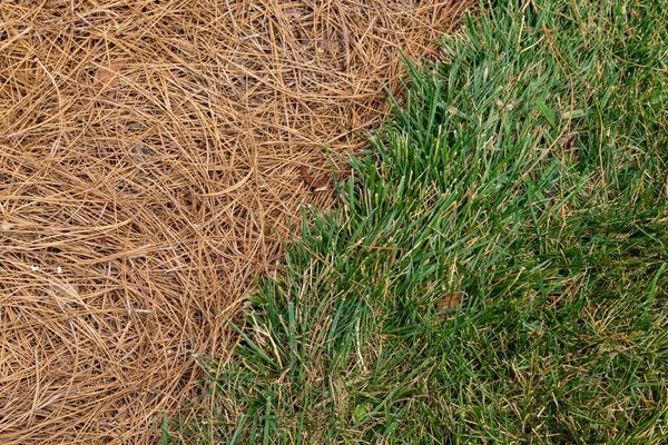clean line between pine straw and grass after Surfside Beach pinestraw installation