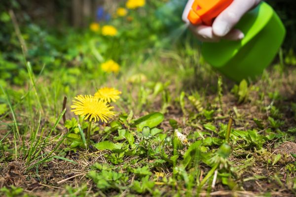 man spraying weed killer as part of Surfside Beach weed control service